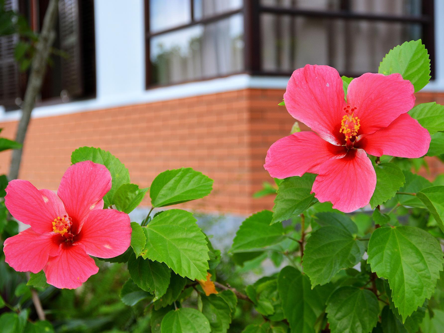 Garden Aroma Homestay Хойан Экстерьер фото