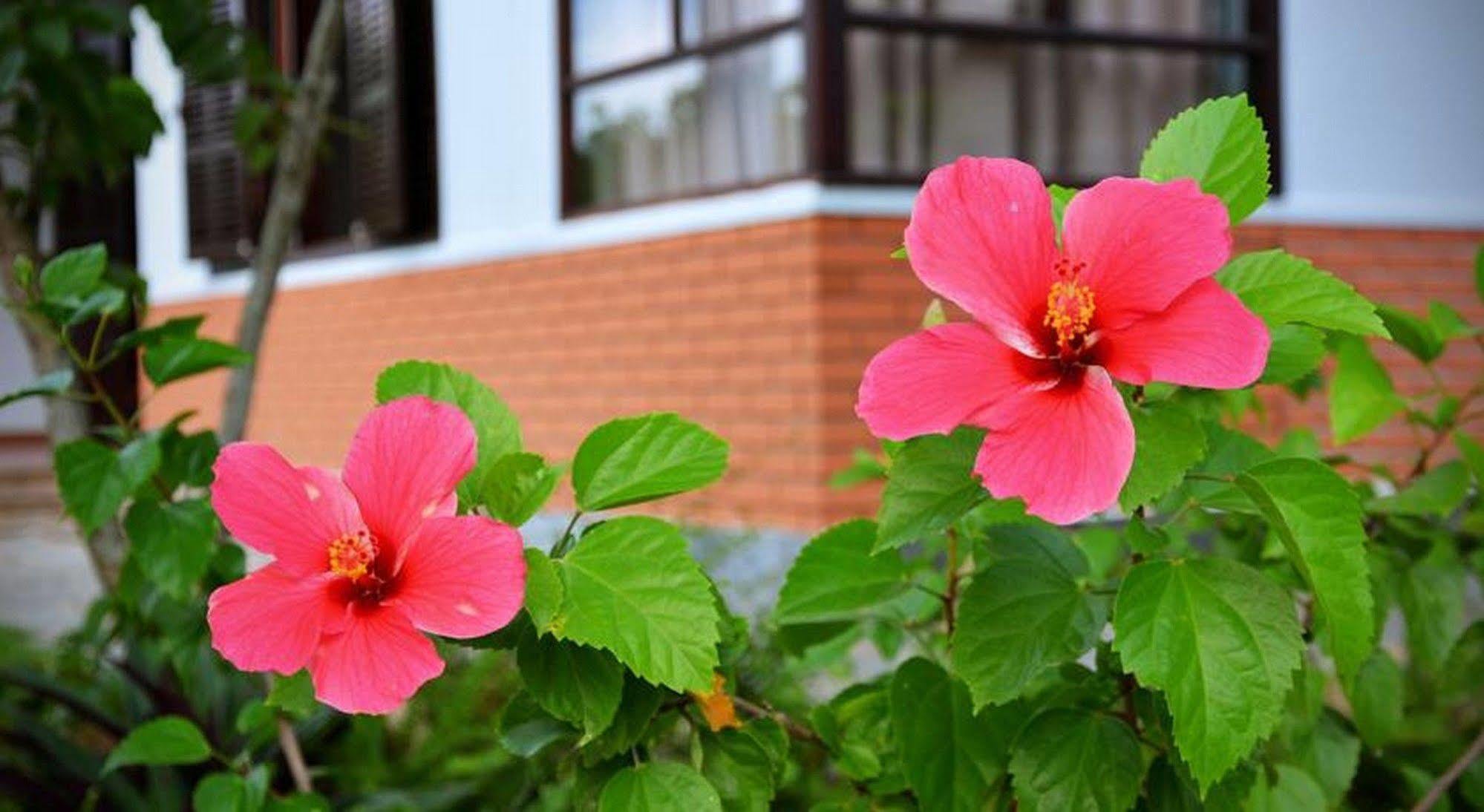 Garden Aroma Homestay Хойан Экстерьер фото