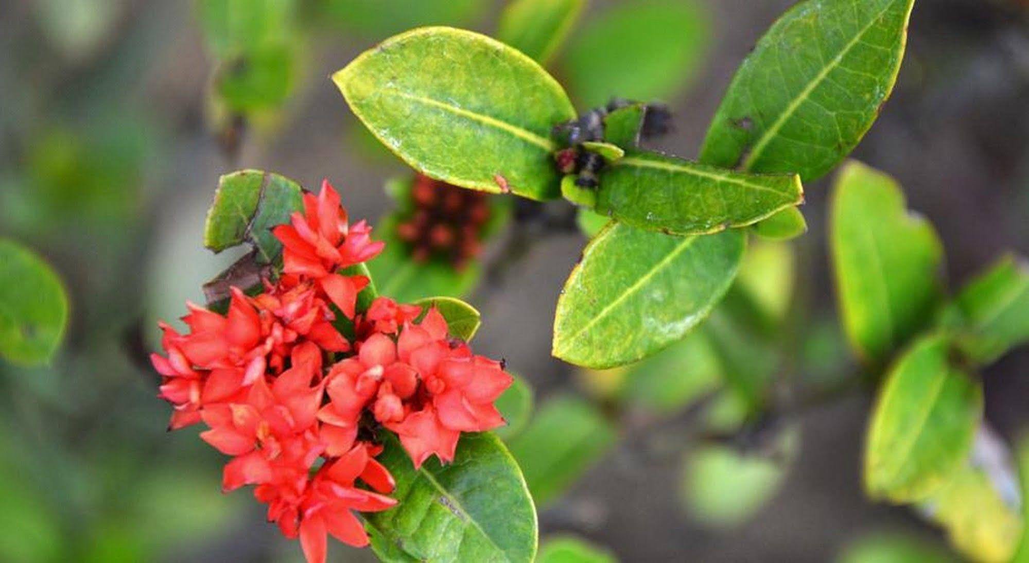 Garden Aroma Homestay Хойан Экстерьер фото