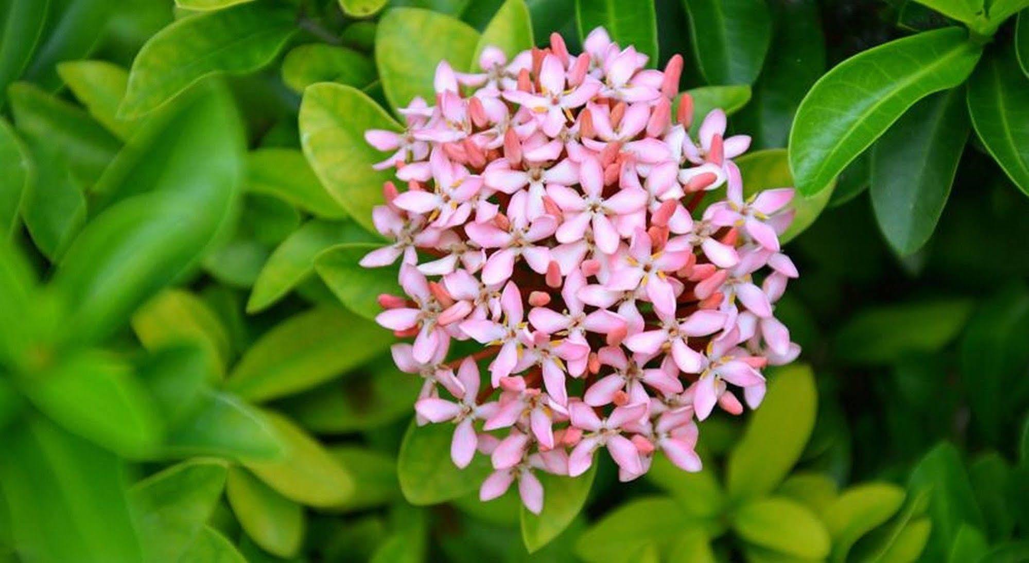 Garden Aroma Homestay Хойан Экстерьер фото